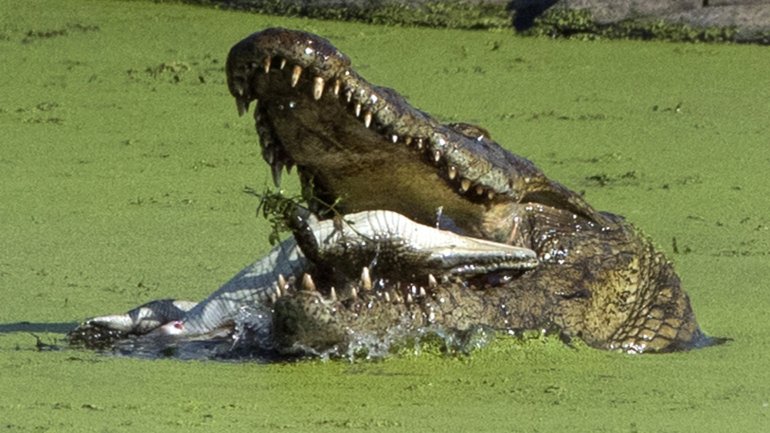 Impactante secuencia: Cocodrilo devora a su cría en un pantano de Sudáfrica