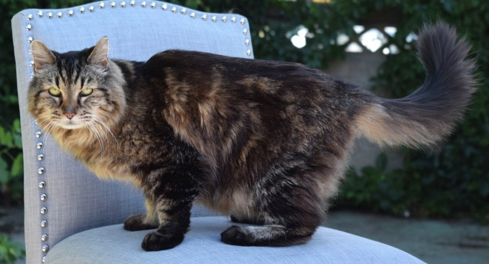 Corduroy: el gato más longevo del mundo en su 26 cumpleaños