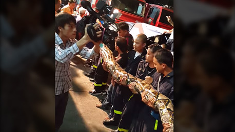 Descubrimiento impactante: enorme reptil encontrado en restaurante chino