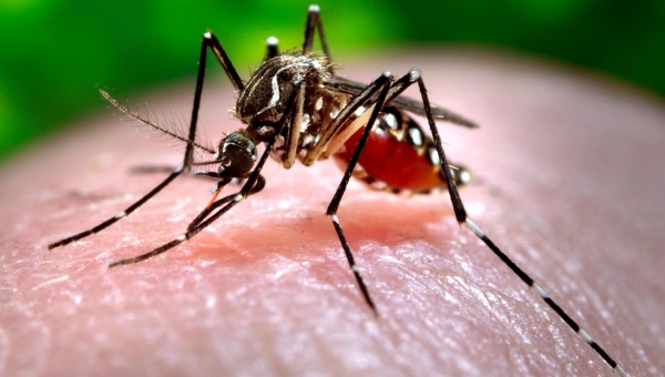 Chikungunya