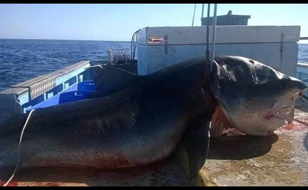 Enorme tiburón azul devora otro: impactante historia en Australia