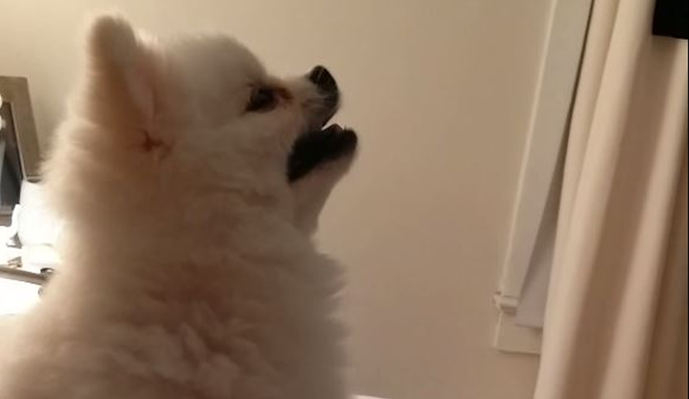 Roux, el pomerania que estornuda y conquista YouTube