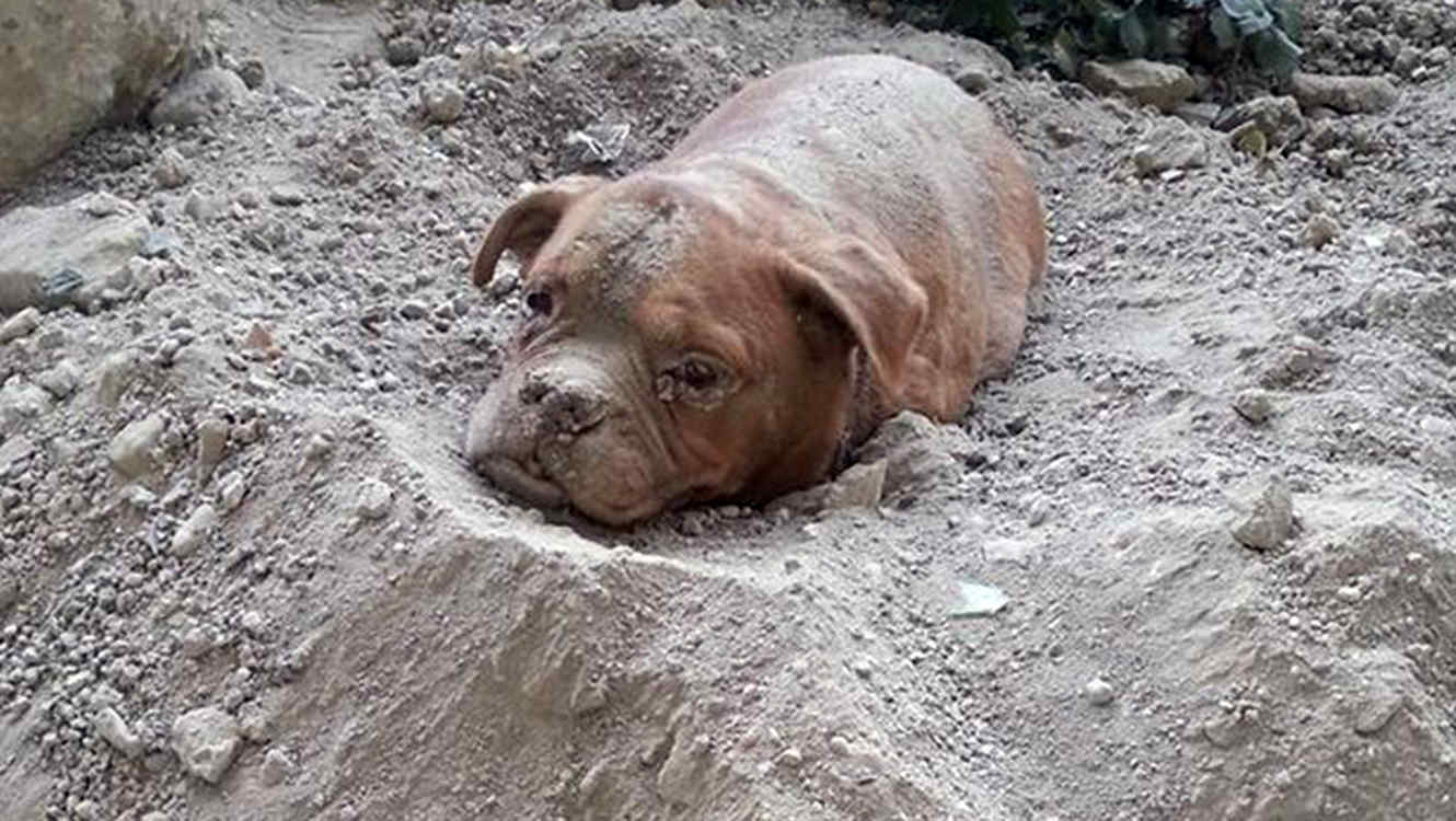 Dueño de perro enterrado vivo podría ir a la cárcel por maltrato animal