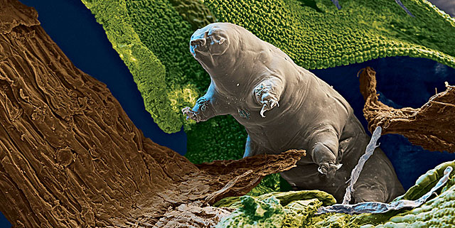 Tardigrado osos de agua 2