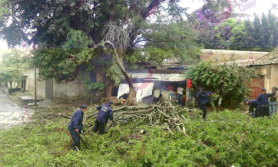 Enorme árbol daña una humilde vivienda en Masaya