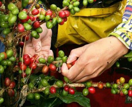 Producción cafetalera podría alcanzar 2.5 millones de quintales