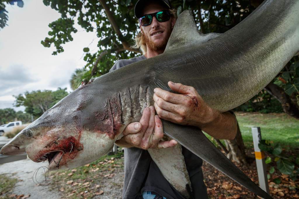 Surfista muerde tiburón tras ataque en Florida