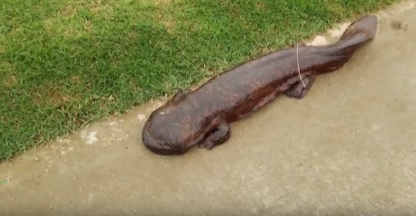 Increíble hallazgo de salamandra gigante en China