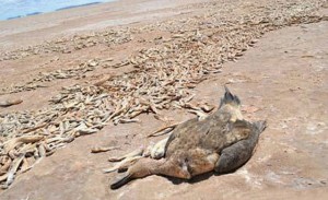 El-Poopó-desaparece-el-segundo-lago-más-grande-de-Bolivia-ha-llegado-a-su-fin-2 (1)