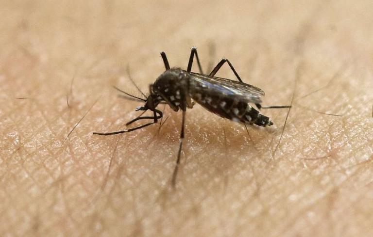 OMS edita guía para evitar resistencia del mosquito a insecticidas