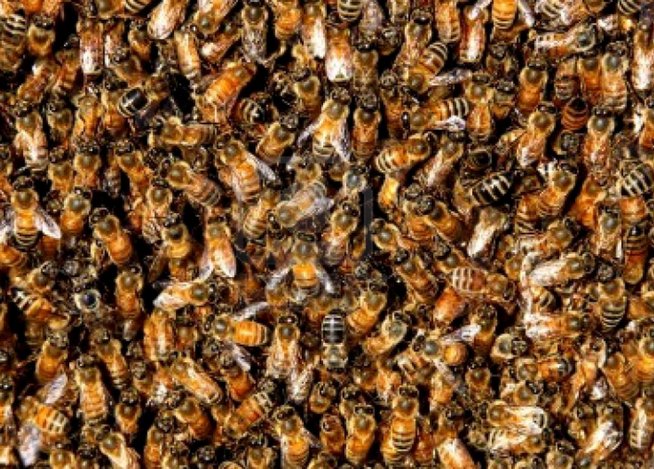 Abejas africanizadas, imagen referencial