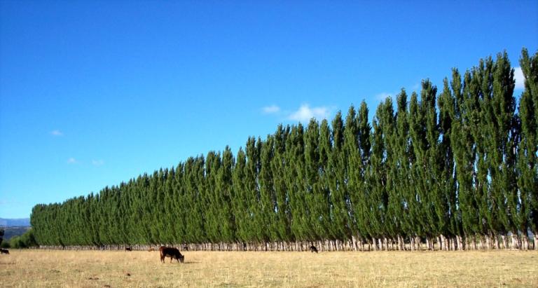 MARENA e INAFOR sembraron 384 kilómetros de árboles cortinas rompevientos en occidente