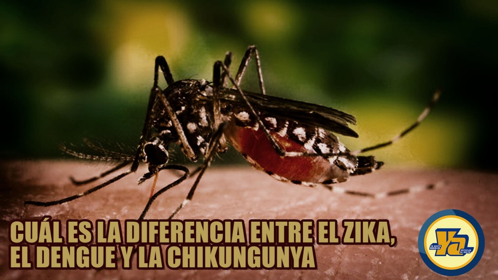 dengue