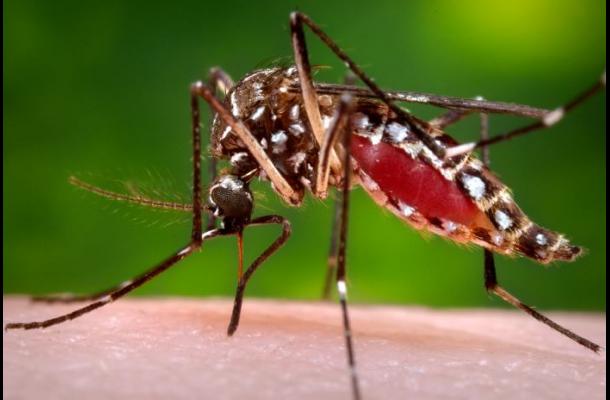 Bebé nació con Zika en Hawaii