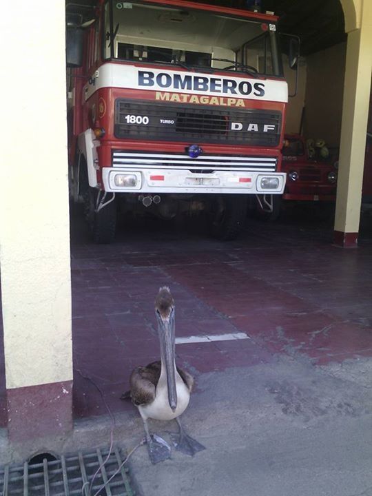 Un pelicano pichón aterrizó sorpresivamente en una estación de bomberos