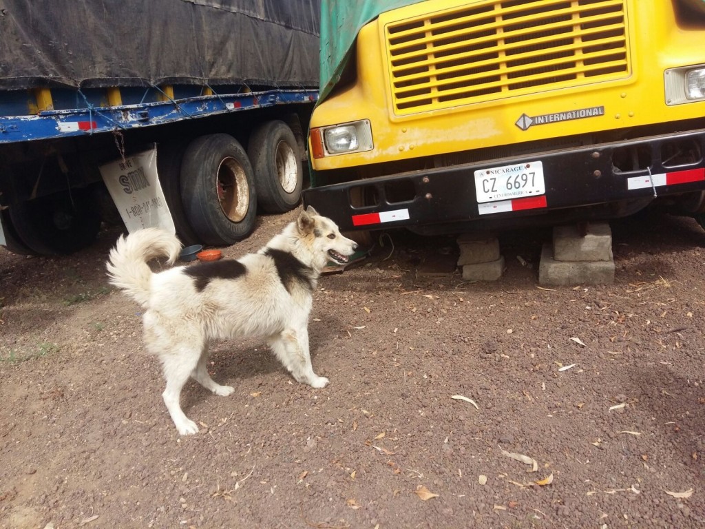 Un perro ataca a un niño de 4 años en San Benito