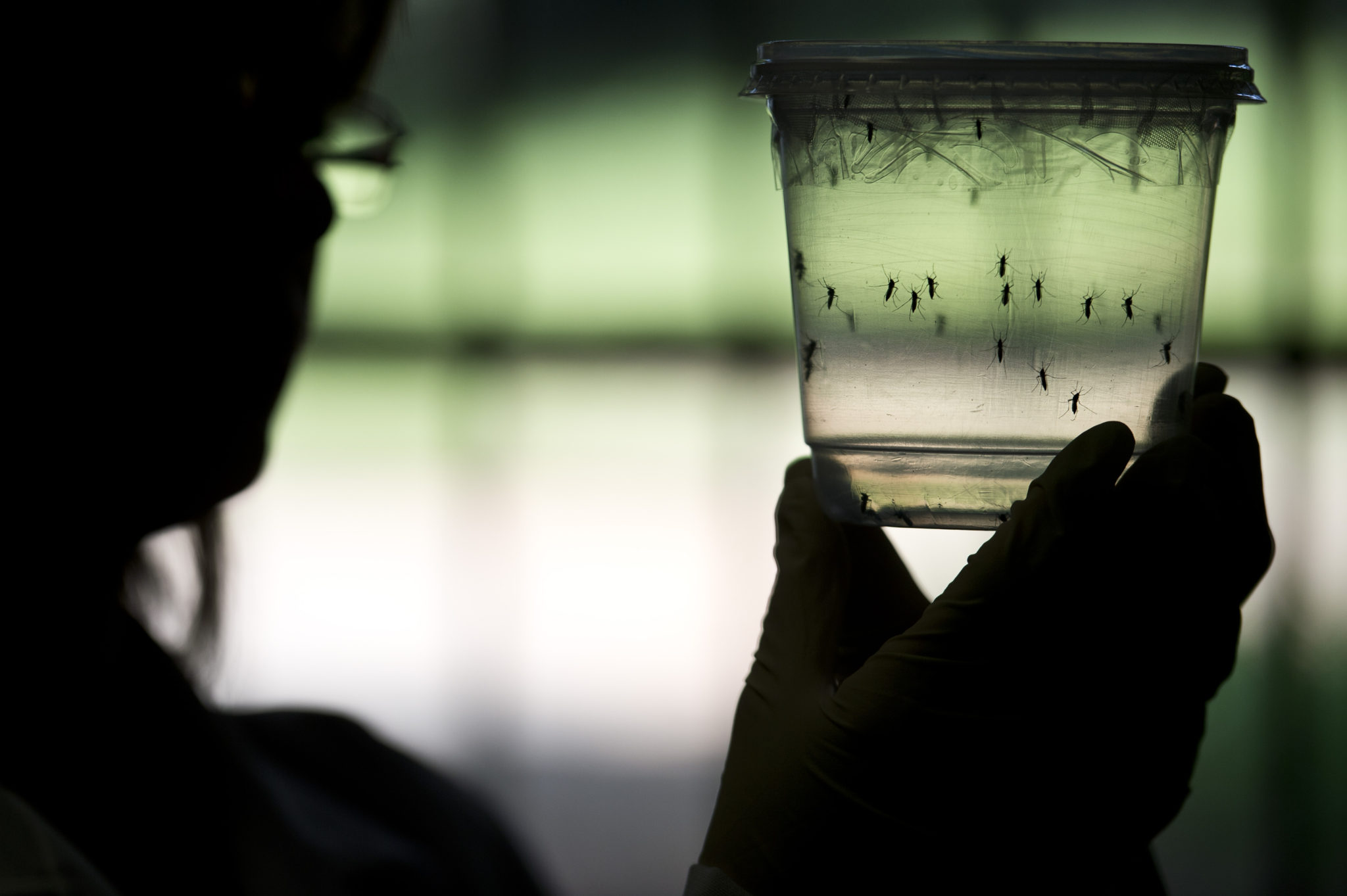 BRAZIL-SENEGAL-SCIENCE-HEALTH-ZIKA-VIRUS