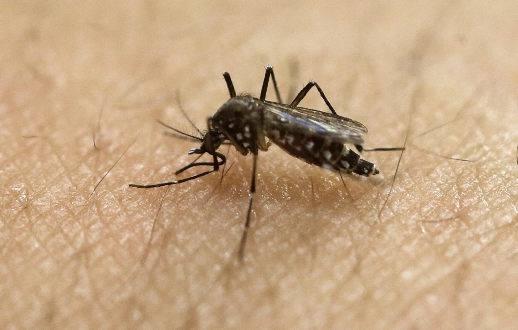 mosquito Aedes aegypti