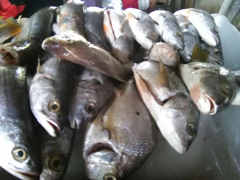 INPESCA realizará feria del mar en Managua