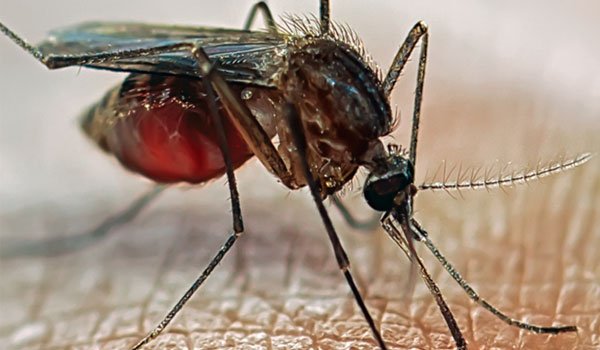 MINSA reporta disminución en casos de malaria e influenza a nivel nacional