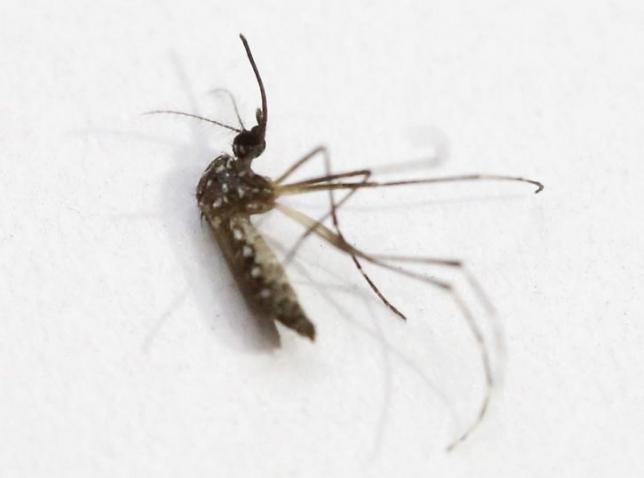 An Aedes Aegypti mosquito is seen in a lab of the International Training and Medical Research Training Center (CIDEIM) in Cali, Colombia February 2, 2016. REUTERS/Jaime Saldarriaga