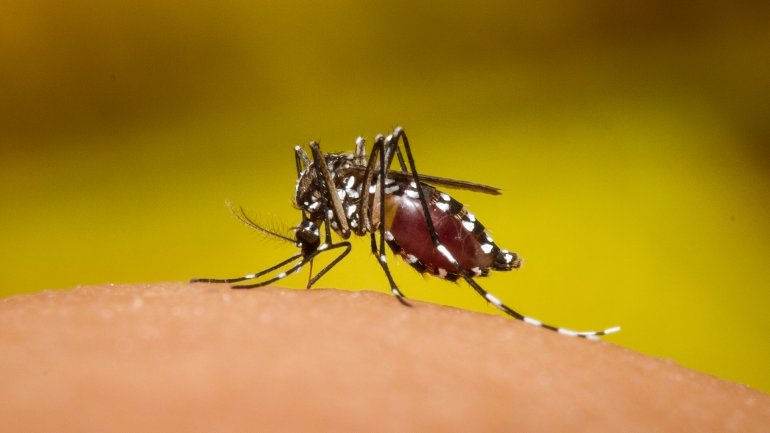 dengue