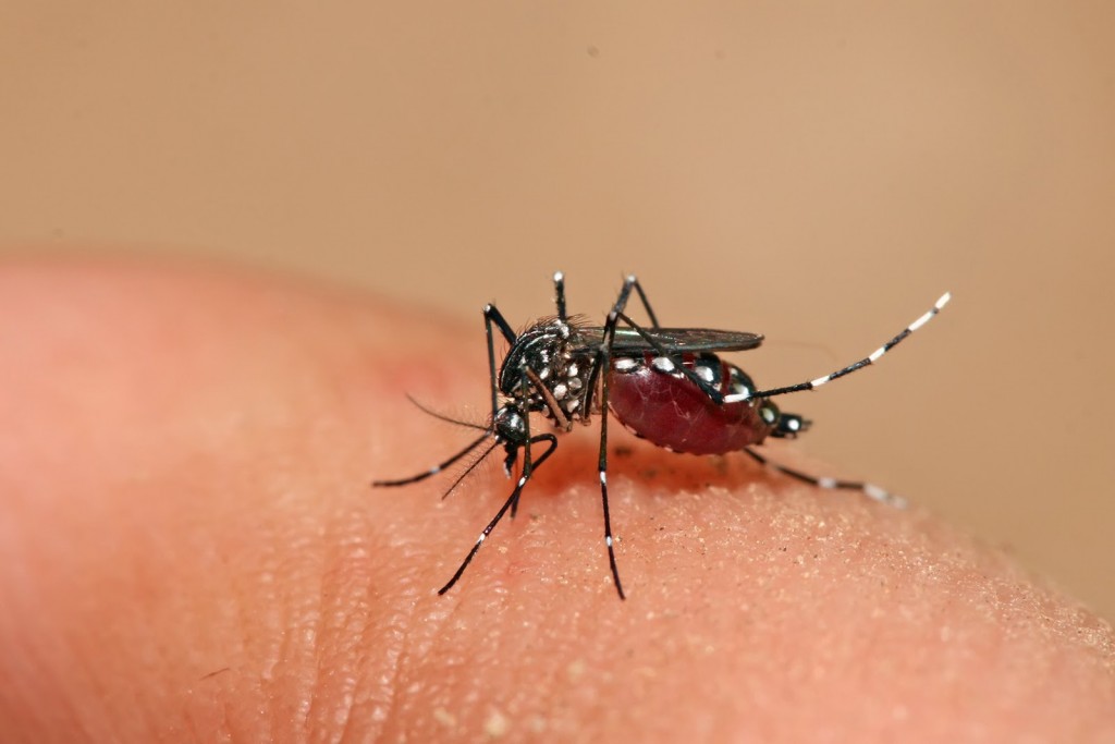 El mosquito transmite el dengue