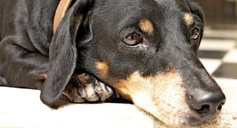 Anuncian jornada de vacunación canina en 39 municipios de Nicaragua
