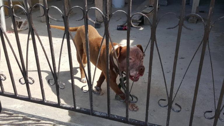Pitbull mata a niño arrancándole el rostro