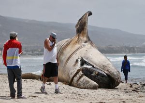 Ballena