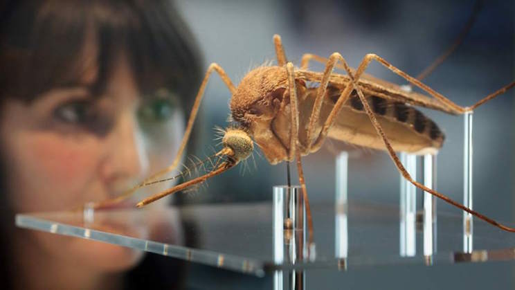 Virus del Zika está perdiendo terreno en Brasil y Colombia: OMS