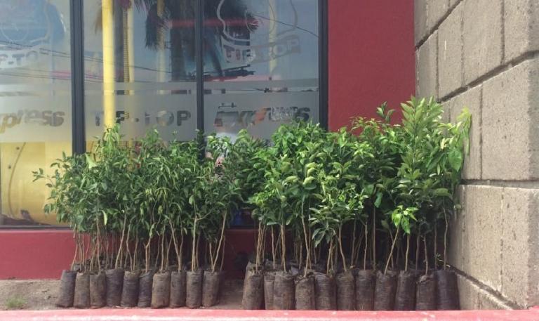 2 mil árboles cítricos entregará Tip Top a clientes para contribuir en el cuido de La Madre Tierra