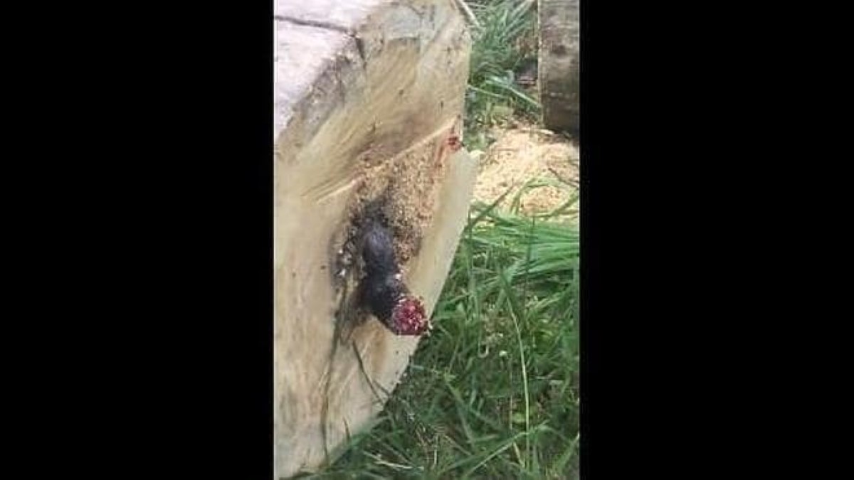 Increíble hallazgo: serpiente seccionada en tres partes sigue moviéndose