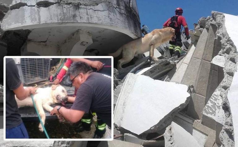 Muere Dayko, un perro que salvó a siete personas que estaban atrapadas tras terremoto de Ecuador