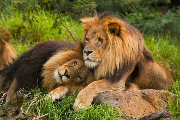 Los leones gays de Botsuana