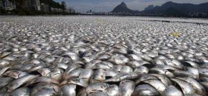 Miles-de-peces-muertos-en-una-laguna-de-Brasil