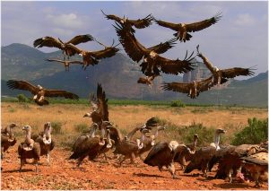 aves de rapiña