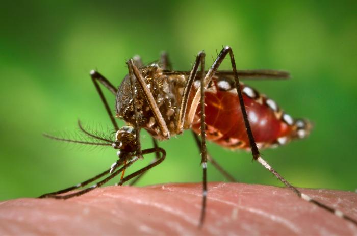 Aedes_aegypti_during_blood_meal