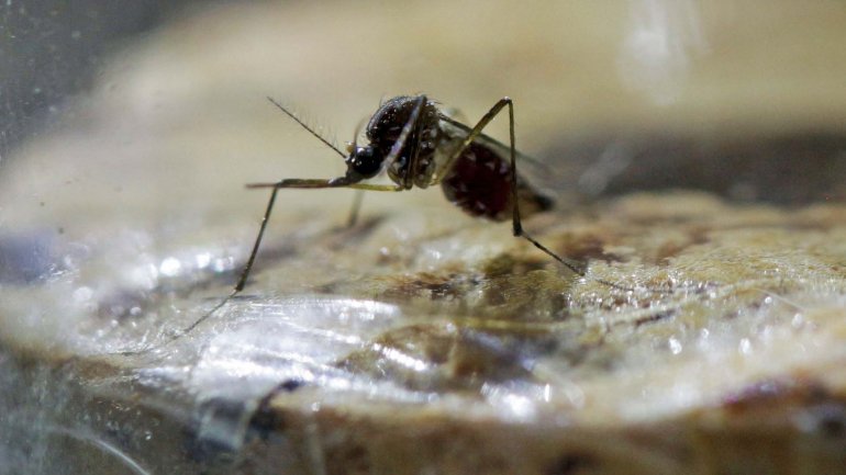 El principal transmisor del virus del zika es el mosquito Aedes aegypti