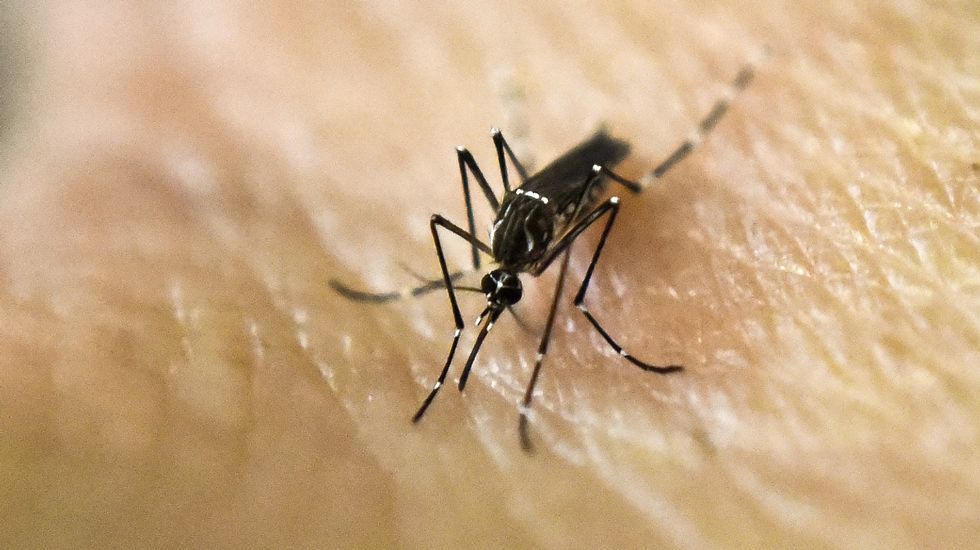 Estados Unidos autoriza la primera prueba de vacuna del Zika en humanos