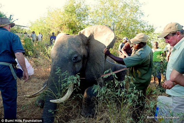 Un elefante herido por cazadores buscó un safari y fue ayudado