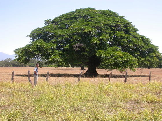 arbol_guanacaste_large