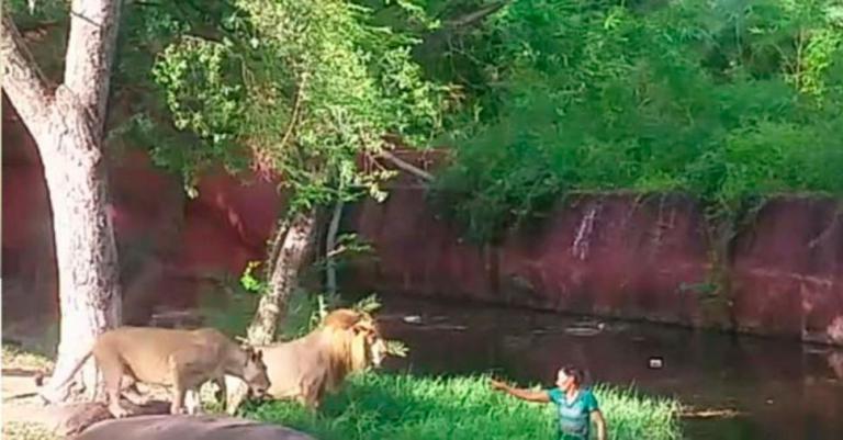 borracho-en-jaula-de-leones