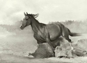 caballo....matagalpa