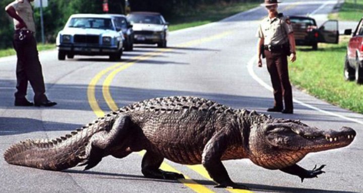 caiman_florida