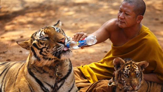 Hallan 40 cachorros de tigre muertos en el Templo de los Tigres en Tailandia