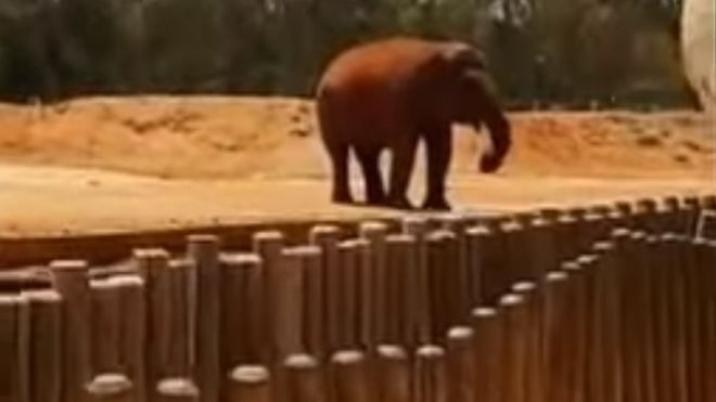 Una niña murió tras ser apedreada por un elefante en Marruecos