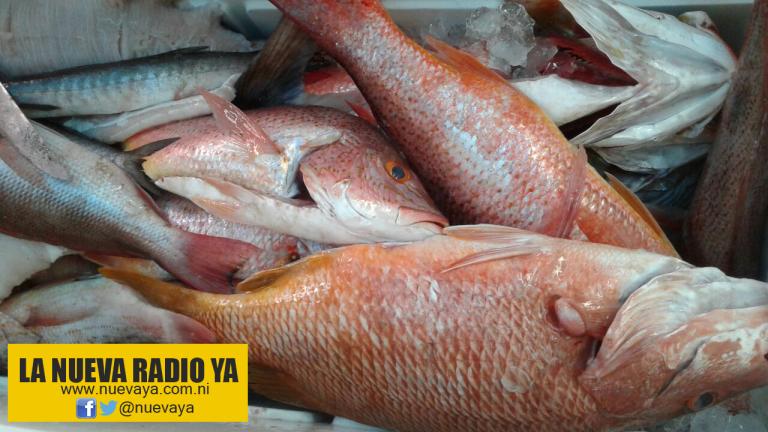 Inpesca desarrollo Feria de los Mariscos