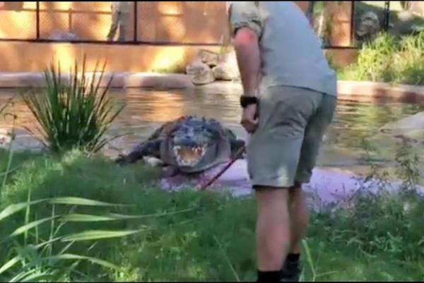 Australian-zoo-crocodile-coughs-up-two-plastic-bottles