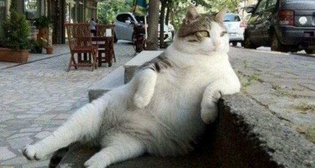 Adiós a Tombili: el gato fenómeno de Internet